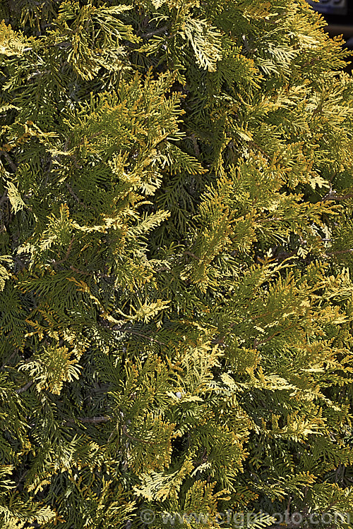 The foliage of Thuja occidentalis 'Sunkist', a compact cultivar of an eastern North American coniferous tree. The foliage sprays are olive to light bronze green tipped with gold. It grows to around 18m tall in 10 years. Order: Pinales, Family: Cupressaceae