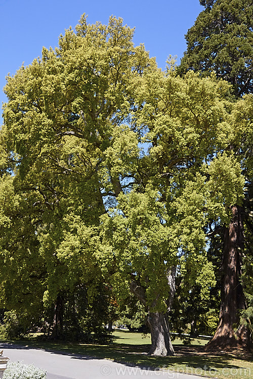 The Cork. Oak (<i>Quercus suber</i>) with new spring foliage. This 20-25m tall evergreen oak native to southern Europe and North Africa. Its bark is the source of natural cork. Order: Fagales, Family: Fagaceae