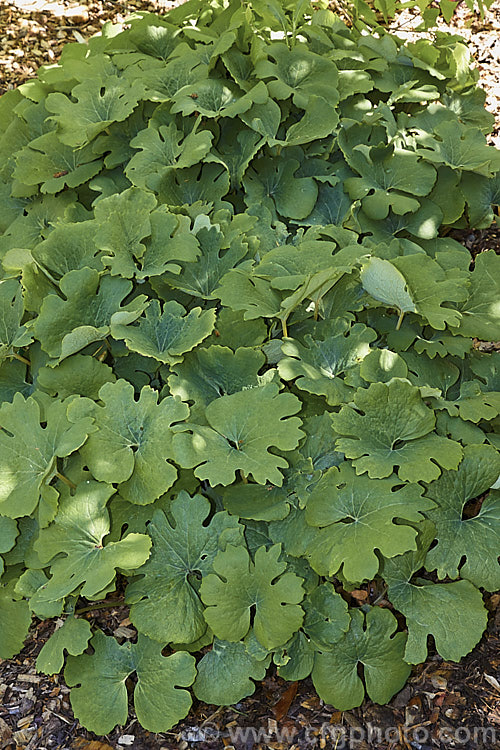 The mature foliage of Double-flowered Bloodroot (<i>Sanguinaria canadensis</i>), a spring-flowering perennial from eastern North America. If cut, the rhizomes exude red sap. sanguinaria-3275htm'>Sanguinaria.