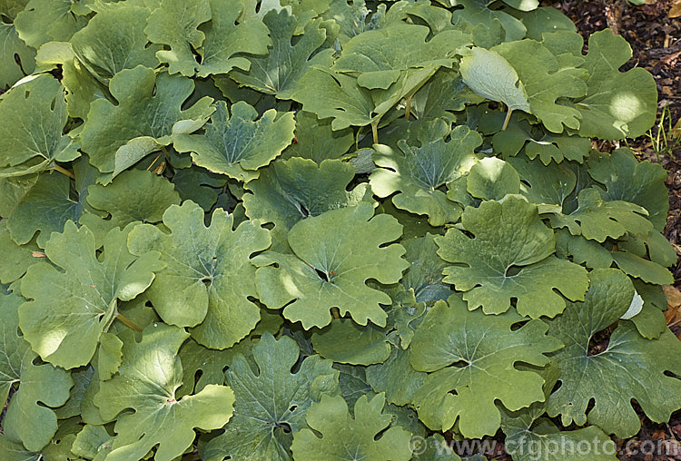 The mature foliage of Double-flowered Bloodroot (<i>Sanguinaria canadensis</i>), a spring-flowering perennial from eastern North America. If cut, the rhizomes exude red sap. sanguinaria-3275htm'>Sanguinaria.