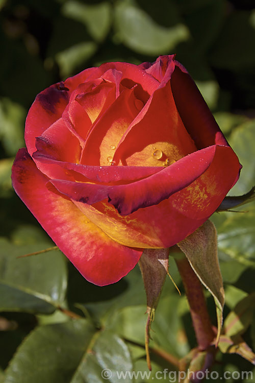 An opening bud of Rosa 'Perfect. Moment' (['New Day' x 'Mercedes'] x seedling</i>), a Hybrid Tea rose raised by Kordes in 1989 and introduced by Jackson &. Perkins. Order: Rosales, Family: Rosaceae