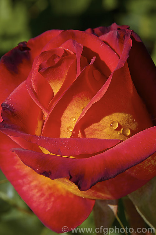 An opening bud of Rosa 'Perfect. Moment' (['New Day' x 'Mercedes'] x seedling</i>), a Hybrid Tea rose raised by Kordes in 1989 and introduced by Jackson &. Perkins. Order: Rosales, Family: Rosaceae