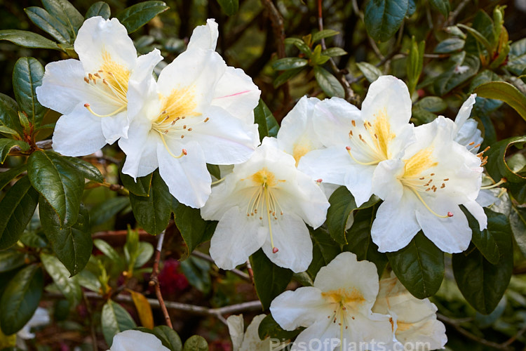 <i>Rhododendron parryae</i>, a rather rangy 1.5-3m high shrub found at around 1800m altitude in Assam, India The flowers open quite late in the spring and are mildly scented. Order: Ericales, Family: Ericaceae