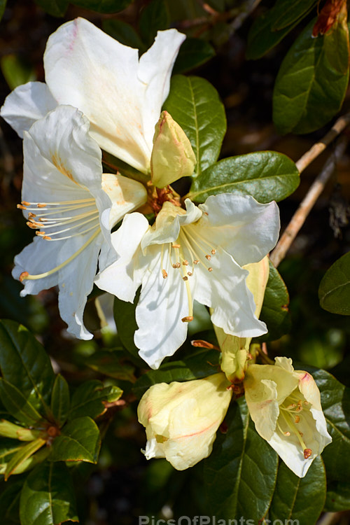<i>Rhododendron parryae</i>, a rather rangy 1.5-3m high shrub found at around 1800m altitude in Assam, India The flowers open quite late in the spring and are mildly scented. Order: Ericales, Family: Ericaceae