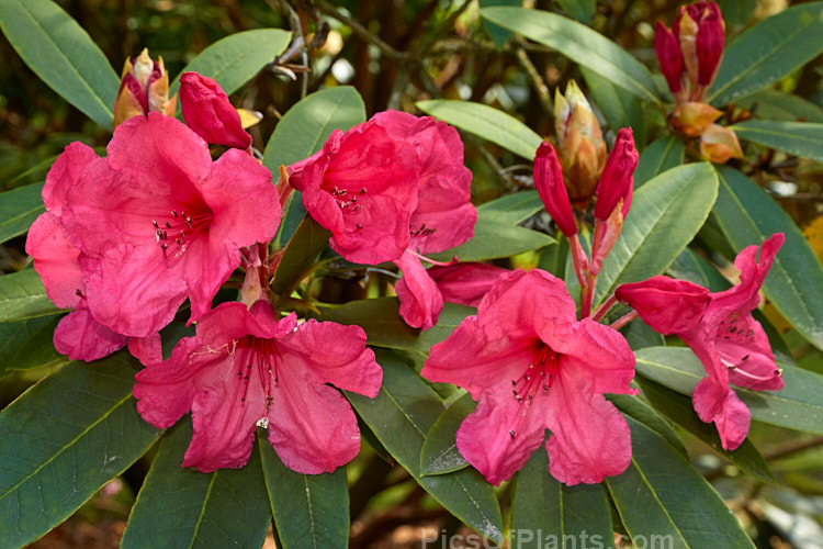 <i>Rhododendron</i> 'Santander' (<i>Rhododendron griersonianum</i> hybrid</i>), a large, rather late-flowering shrub with unusual dusky pinkish-red flowers in open trusses. Order: Ericales, Family: Ericaceae