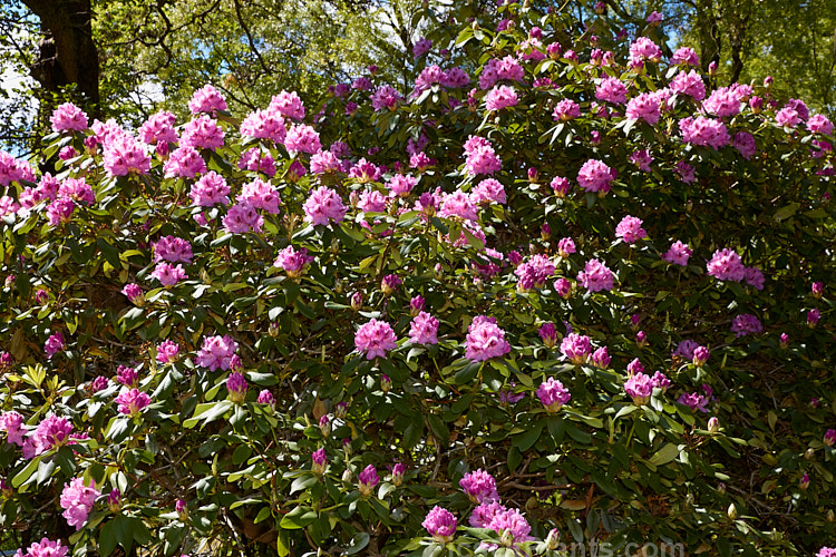 <i>Rhododendron</i> 'Lady Eleanor Cathcart' (<i>Rhododendron maximum</i> x <i>Rhododendron arboreum</i> subsp. <i>arboreum</i>), a hybrid raised by Waterer of England before 1850. While it may now seem a little dull in relation to modern hybrids, this old-timer is a hardy, reliable plant and will become tree-like with age. Order: Ericales, Family: Ericaceae