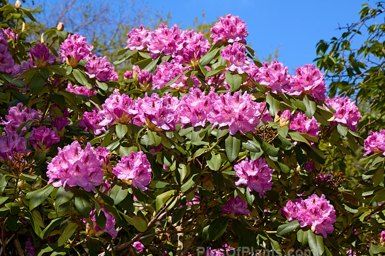 <i>Rhododendron</i> 'Lady Eleanor Cathcart' (<i>Rhododendron maximum</i> x <i>Rhododendron arboreum</i> subsp. <i>arboreum</i>), a hybrid raised by Waterer of England before 1850. While it may now seem a little dull in relation to modern hybrids, this old-timer is a hardy, reliable plant and will become tree-like with age. Order: Ericales, Family: Ericaceae