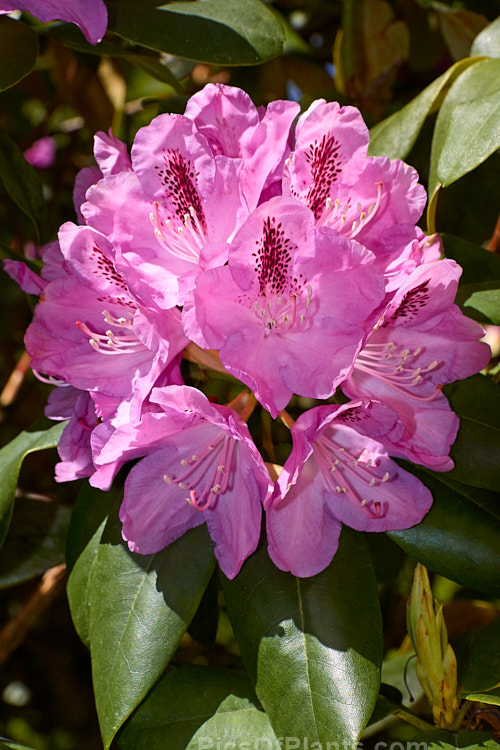 <i>Rhododendron</i> 'Lady Eleanor Cathcart' (<i>Rhododendron maximum</i> x <i>Rhododendron arboreum</i> subsp. <i>arboreum</i>), a hybrid raised by Waterer of England before 1850. While it may now seem a little dull in relation to modern hybrids, this old-timer is a hardy, reliable plant and will become tree-like with age. Order: Ericales, Family: Ericaceae