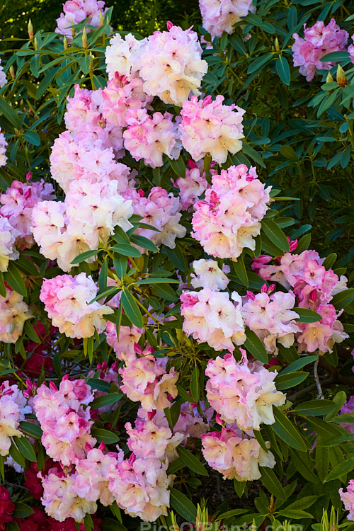 <i>Rhododendron</i> 'Lem's Monarch' ('Anna' x 'Marinus Koster'), this medium to large bush was raised by Lem of the United States and blooms prolifically, with lush foliage and huge trusses of large, beautifully marked flowers. Order: Ericales, Family: Ericaceae