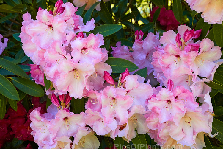 <i>Rhododendron</i> 'Lem's Monarch' ('Anna' x 'Marinus Koster'), this medium to large bush was raised by Lem of the United States and blooms prolifically, with lush foliage and huge trusses of large, beautifully marked flowers. Order: Ericales, Family: Ericaceae