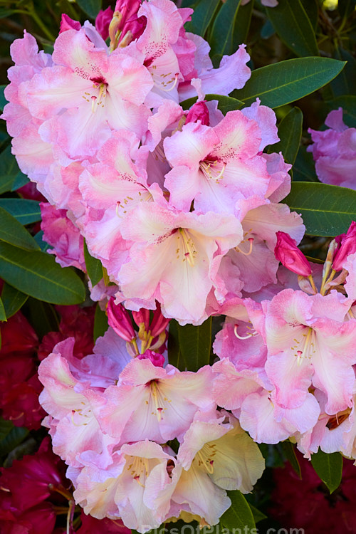 <i>Rhododendron</i> 'Lem's Monarch' ('Anna' x 'Marinus Koster'), this medium to large bush was raised by Lem of the United States and blooms prolifically, with lush foliage and huge trusses of large, beautifully marked flowers. Order: Ericales, Family: Ericaceae