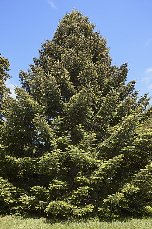 Sacred Fir (<i>Abies religiosa</i>), a robust and usually very regularly shaped 60m tall tree native to Mexico and Guatemala. In mild areas it grows quickly. Order: Pinales, Family: Pinaceae
