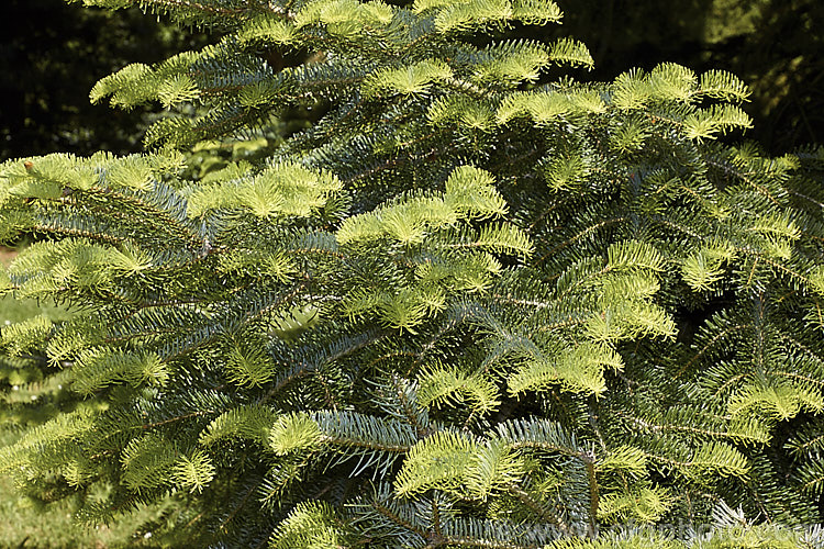 Sacred Fir (<i>Abies religiosa</i>) with young spring growth. This a robust and usually very regularly shaped 60m tall tree is native to Mexico and Guatemala. In mild areas it grows quickly. Order: Pinales, Family: Pinaceae