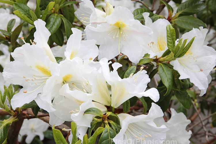 <i>Rhododendron parryae</i>, a rather rangy 1.5-3m high shrub found at around 1800m altitude in Assam, India The flowers open quite late in the spring and are mildly scented. Order: Ericales, Family: Ericaceae
