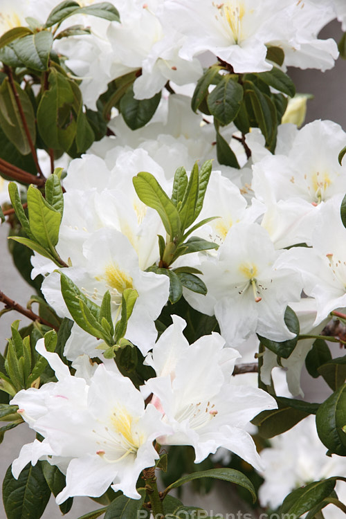 <i>Rhododendron parryae</i>, a rather rangy 1.5-3m high shrub found at around 1800m altitude in Assam, India The flowers open quite late in the spring and are mildly scented. Order: Ericales, Family: Ericaceae