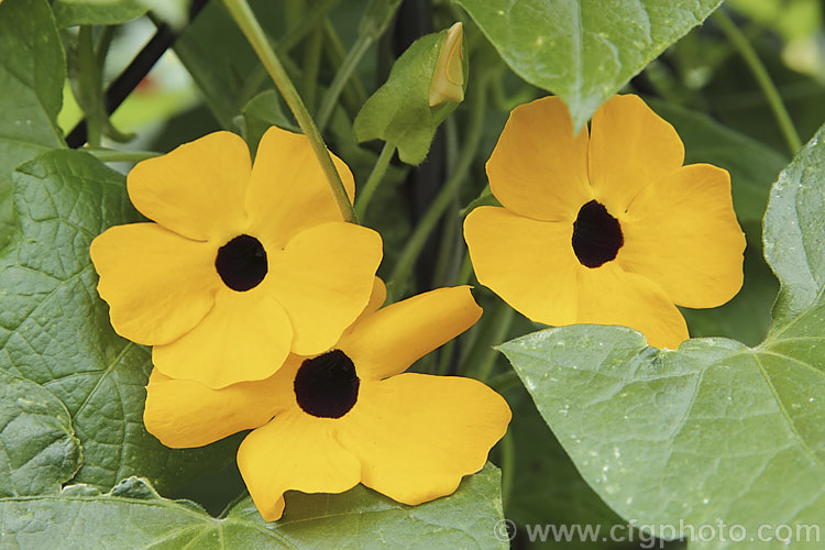 Black-eyed. Susan. Vine (<i>Thunbergia alata</i>), a strong growing, summer- to autumn-flowering, twining perennial climber native to tropical Africa. It is widely cultivated as a greenhouse or conservatory plant in temperate areas. Order: Asterales, Family: Asteraceae