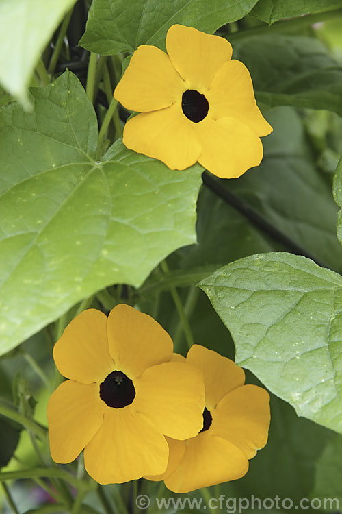 Black-eyed. Susan. Vine (<i>Thunbergia alata</i>), a strong growing, summer- to autumn-flowering, twining perennial climber native to tropical Africa. It is widely cultivated as a greenhouse or conservatory plant in temperate areas. Order: Asterales, Family: Asteraceae