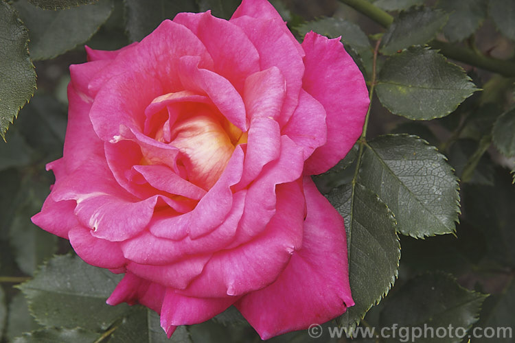 Rosa 'Rose of Tralee' ('Leverkusen' x 'Korona'), a Cluster-flowered (<i>Floribunda</i>) shrub rose introduced by McGredy of Northern Ireland in 1964. Order: Rosales, Family: Rosaceae