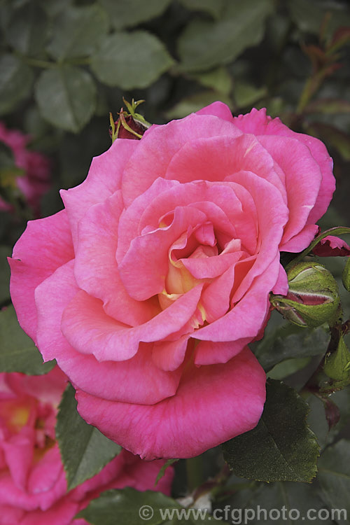 Rosa 'Rose of Tralee' ('Leverkusen' x 'Korona'), a Cluster-flowered (<i>Floribunda</i>) shrub rose introduced by McGredy of Northern Ireland in 1964. Order: Rosales, Family: Rosaceae