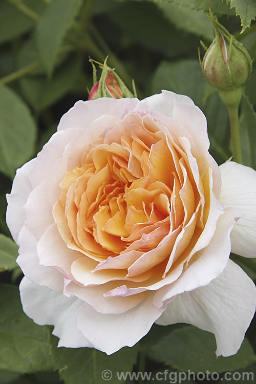 Rosa 'Grace' (<i>AUSleap x unnamed seedling</i>), a repeat-flowering. English shrub rose raised by David Austin of England in 2001. It grows to around 12m high and wide. Order: Rosales, Family: Rosaceae