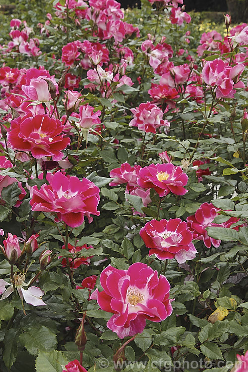 Rosa 'Old Master' ('Maxi' x ['Evelyn Fison' x ('Orange Sweetheart' x 'Fruhlingsmorgen</i>)]), a Cluster-flowered (<i>Floribunda</i>) bush raised by McGredy of New Zealand in 1974. It was one of the early 'hand-painted' roses, so called for their subtle colour gradations. Order: Rosales, Family: Rosaceae