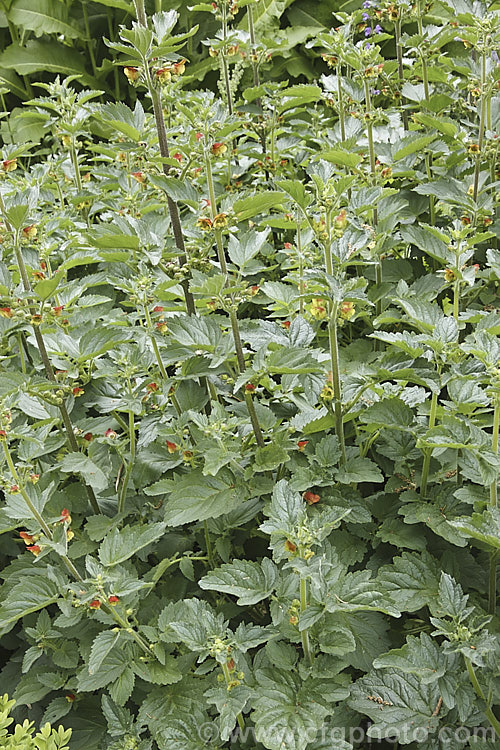 Scrophularia grandiflora, an early spring- to summer-flowering European herbaceous perennial. It grows to around 15m tall and develops rapidly from early spring. scrophularia-3298htm'>Scrophularia. <a href='scrophulariaceae-plant-family-photoshtml'>Scrophulariaceae</a>.
