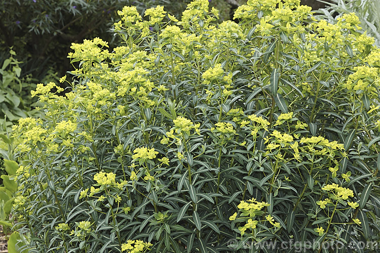 Euphorbia 'Excalibur', a British-raised spurge hybrid that has pinkish red spring foliage that matures to dark green with a pale midrib and a narrow band of purple-red around the edge. The yellow-green-bracted flowerheads appear from late spring and last until midsummer. The plant is up to 15m high and wide