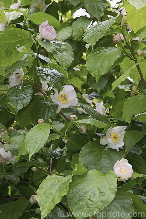 Chinese Sweetshrub (<i>Sinocalycanthus chinensis [syns. Sinocalycanthus sinensis, Calycanthus chinensis]), a deciduous shrub that grows to around 3m tall Its beautiful, small, camellia-like pale pink flowers open from late spring. It is native to eastern China and is now rare in the wild. sinocalycanthus-3311htm'>Sinocalycanthus. <a href='calycanthaceae-plant-family-photoshtml'>Calycanthaceae</a>.