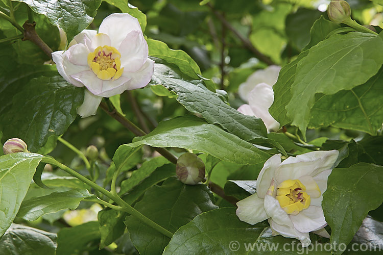 Chinese Sweetshrub (<i>Sinocalycanthus chinensis [syns. Sinocalycanthus sinensis, Calycanthus chinensis]), a deciduous shrub that grows to around 3m tall Its beautiful, small, camellia-like pale pink flowers open from late spring. It is native to eastern China and is now rare in the wild. sinocalycanthus-3311htm'>Sinocalycanthus. <a href='calycanthaceae-plant-family-photoshtml'>Calycanthaceae</a>.