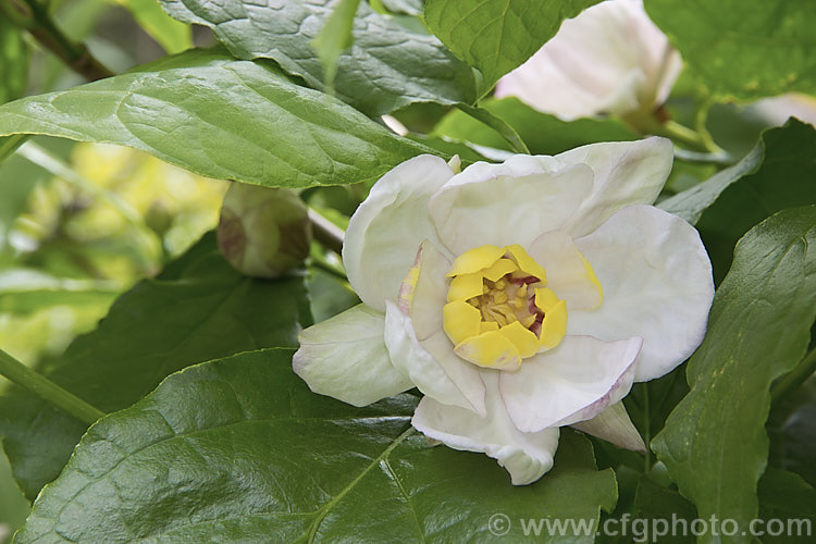 Chinese Sweetshrub (<i>Sinocalycanthus chinensis [syns. Sinocalycanthus sinensis, Calycanthus chinensis]), a deciduous shrub that grows to around 3m tall Its beautiful, small, camellia-like pale pink flowers open from late spring. It is native to eastern China and is now rare in the wild. sinocalycanthus-3311htm'>Sinocalycanthus. <a href='calycanthaceae-plant-family-photoshtml'>Calycanthaceae</a>.