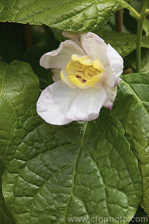 Chinese Sweetshrub (<i>Sinocalycanthus chinensis [syns. Sinocalycanthus sinensis, Calycanthus chinensis]), a deciduous shrub that grows to around 3m tall Its beautiful, small, camellia-like pale pink flowers open from late spring. It is native to eastern China and is now rare in the wild. sinocalycanthus-3311htm'>Sinocalycanthus. <a href='calycanthaceae-plant-family-photoshtml'>Calycanthaceae</a>.