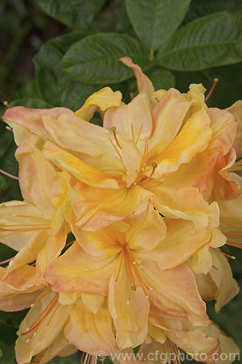 Rhododendron (deciduous azalea</i>) 'Lobster Pot', a hybrid of uncertain origin — probably New Zealand-raised