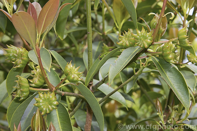 The developing seed capsules of Star Anise, Chinese Star Anise or Star Aniseed (<i>Illicium verum</i>), an early spring-flowering evergreen shrub or tree to 15m tall. It occurs naturally in southern China and the highlands of Vietnam. The dried seed capsules, which are starry in shape, are widely used as a spice in Asia, especially as an ingredient in the traditional five-spice powder, and it has also become widely popular as an aniseed substitute. It also has a range of medicinal drugs, including the manufacture of anti-influenza drugs. Star Anise is also an attractive garden specimen and is quite easily grown. The flowers are pleasantly fragrant. It should not be confused with the more commonly seen Japanese Star Anise (<i>Illicium anisatum</i>), which is highly toxic. illicium-2449htm'>Illicium. <a href='schisandraceae-plant-family-photoshtml'>Schisandraceae</a>.