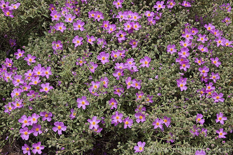 Cistus incanus subsp. creticus (syn. Cistus creticus</i>), a Cretan subspecies of a 1m tall, spring-flowering evergreen shrub native to southern Europe. It differs from the species in minor details only. cistus-2182htm'>Cistus. <a href='cistaceae-plant-family-photoshtml'>Cistaceae</a>.