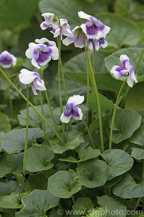 Australian Violet, Trailing Violet or Ivy-leafed. Violet (<i>Viola hederacea</i>), a spring-flowering woodland perennial native to southeastern Australia, including Tasmania. The flower have only a very faint fragrance. viola-2165htm'>Viola. <a href='violaceae-plant-family-photoshtml'>Violaceae</a>.