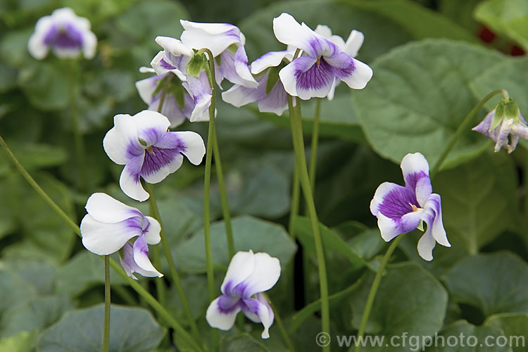 Australian Violet, Trailing Violet or Ivy-leafed. Violet (<i>Viola hederacea</i>), a spring-flowering woodland perennial native to southeastern Australia, including Tasmania. The flower have only a very faint fragrance. viola-2165htm'>Viola. <a href='violaceae-plant-family-photoshtml'>Violaceae</a>.