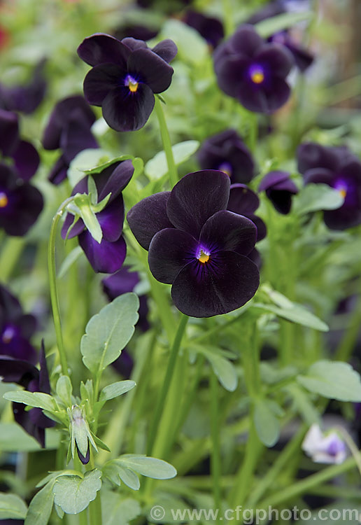 Viola -Black, one of several forms with very dark purple to black flowers, the best of which is 'Bowle's Black', which can be distinguished by its large yellow eye and small purple-blue patch on the lower petal. viola-2165htm'>Viola. <a href='violaceae-plant-family-photoshtml'>Violaceae</a>.