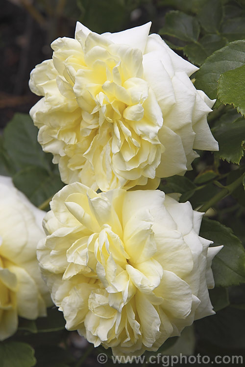 Rosa 'Happy Child' ('Iceberg' cross x 'Hero'), a David Austin. English Rose raised in 1993. It is a compact, repeat-flowering shrub that grows to around 12m high and wide. The flowers are mildly scented and made up of around 100 petals. Order: Rosales, Family: Rosaceae