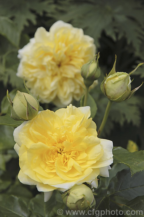 Rosa 'Happy Child' ('Iceberg' cross x 'Hero'), a David Austin. English Rose raised in 1993. It is a compact, repeat-flowering shrub that grows to around 12m high and wide. The flowers are mildly scented and made up of around 100 petals. Order: Rosales, Family: Rosaceae