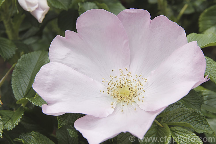 Rosa 'Dagmar. Hastrup' (syns 'Fru. Dagmar. Hastrup', 'Frau. Dagmar. Hastrup' 'Fru. Dagmar. Hartropp'), a pale-pink-flowered Rosa rugosa hybrid rose discovered by Knud. Hastrup in 1914. The flowers are scented and are followed by large, bright orange-red hips. Order: Rosales, Family: Rosaceae