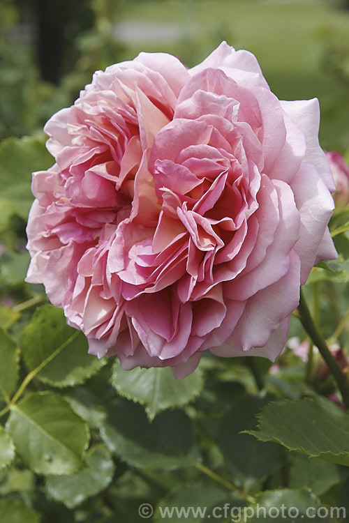 Rosa 'Horburns', a Cluster-flowered (<i>Floribunda</i>) shrub rose about which there is little information. The name. Horburns may well be the registered name of a Colin. Horner rose. Order: Rosales, Family: Rosaceae