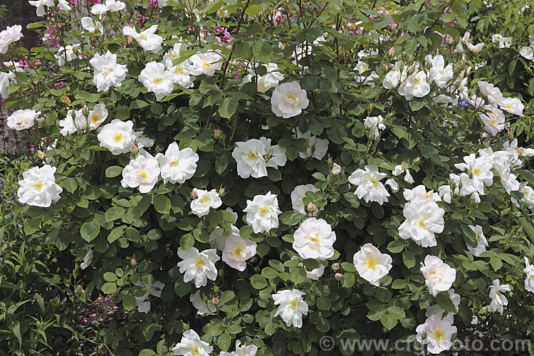 Rosa 'Shropshire. Lass' ('Madame Butterfly' x Madame Legras de St. Germain</i>), a once-flowering, mildly scented. English shrub rose introduced by Austin of England in 1968. It can grow to around 2m high and wide. Order: Rosales, Family: Rosaceae
