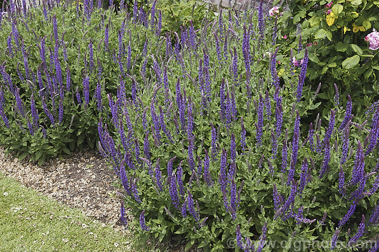 Salvia nemorosa, a late spring- to early autumn-flowering sage native to Europe and Central Asia. It is around 60cm high when in flower and can make a clump up to 1m across. Order: Lamiales, Family: Lamiaceae