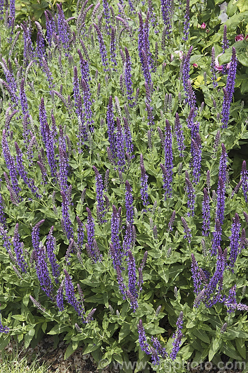 Salvia nemorosa, a late spring- to early autumn-flowering sage native to Europe and Central Asia. It is around 60cm high when in flower and can make a clump up to 1m across. Order: Lamiales, Family: Lamiaceae