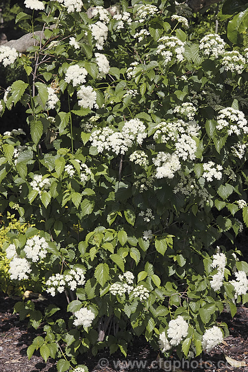 Arrow. Wood (<i>Viburnum dentatum</i>), a 45m tall, spring-flowering, deciduous shrub from eastern North America. The common name comes from the use of the stems for arrow shafts. viburnum-2081htm'>Viburnum.. viburnum-2081htm'>Viburnum. <a href='adoxaceae-plant-family-photoshtml'>Adoxaceae</a>.