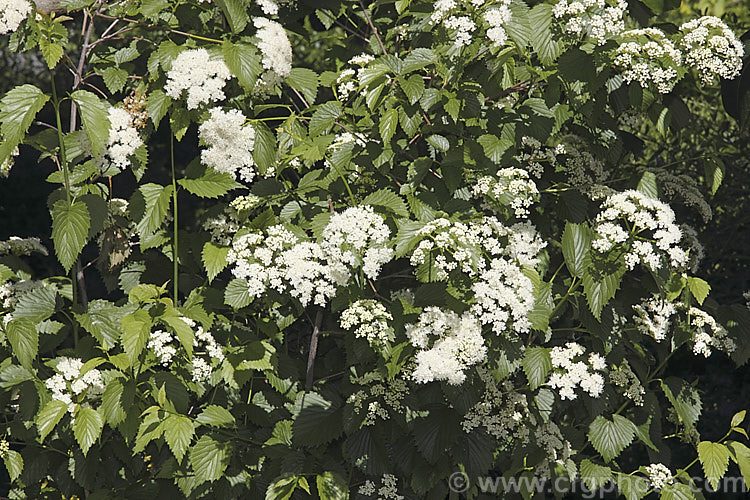 Arrow. Wood (<i>Viburnum dentatum</i>), a 45m tall, spring-flowering, deciduous shrub from eastern North America. The common name comes from the use of the stems for arrow shafts. viburnum-2081htm'>Viburnum.. viburnum-2081htm'>Viburnum. <a href='adoxaceae-plant-family-photoshtml'>Adoxaceae</a>.