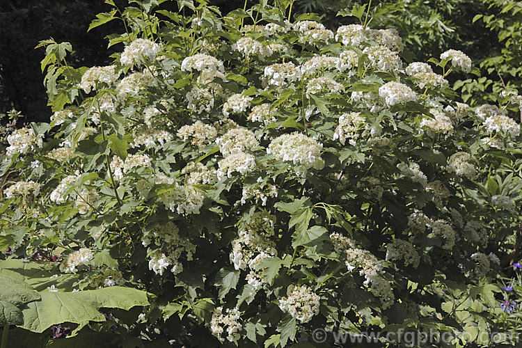 Viburnum opulus 'Compacta', a small, shrubby, 15m wide and high cultivar of the Guelder. Rose, a normally 4-5m tall Eurasian deciduous shrub with heads of white flowers in spring. The true flowers are small but are made more showy by large sterile bracts that are often exaggerated in the garden forms. viburnum-2081htm'>Viburnum.. viburnum-2081htm'>Viburnum. <a href='adoxaceae-plant-family-photoshtml'>Adoxaceae</a>.