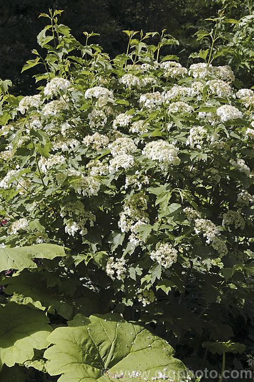 Viburnum opulus 'Compacta', a small, shrubby, 15m wide and high cultivar of the Guelder. Rose, a normally 4-5m tall Eurasian deciduous shrub with heads of white flowers in spring. The true flowers are small but are made more showy by large sterile bracts that are often exaggerated in the garden forms. viburnum-2081htm'>Viburnum.. viburnum-2081htm'>Viburnum. <a href='adoxaceae-plant-family-photoshtml'>Adoxaceae</a>.