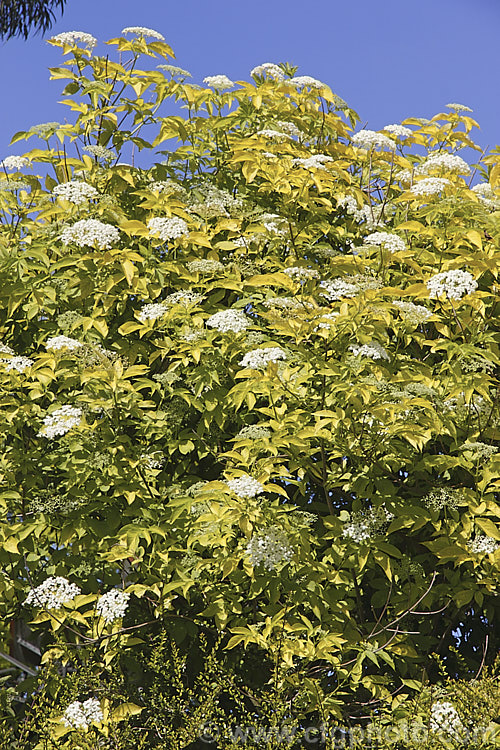 Golden Elderberry or Elderflower (<i>Sambucus nigra 'Aurea'), a golden yellow-foliaged cultivar of a Eurasian deciduous shrub that often naturalises and can become a weed. Its flowers and fruit can be used for winemaking. Order: Dipsacales, Family: Adoxaceae