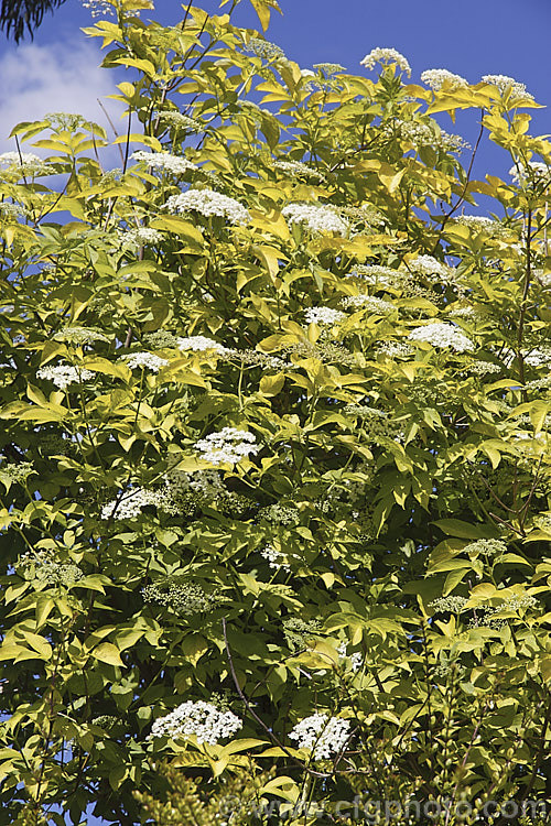 Golden Elderberry or Elderflower (<i>Sambucus nigra 'Aurea'), a golden yellow-foliaged cultivar of a Eurasian deciduous shrub that often naturalises and can become a weed. Its flowers and fruit can be used for winemaking. Order: Dipsacales, Family: Adoxaceae